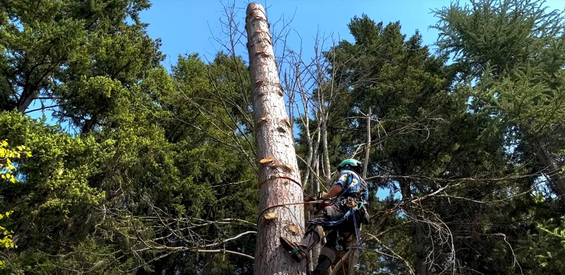 Expert tree climber performing safe tree removal in Kirkland Professional arborist climbing tall tree for safe removal