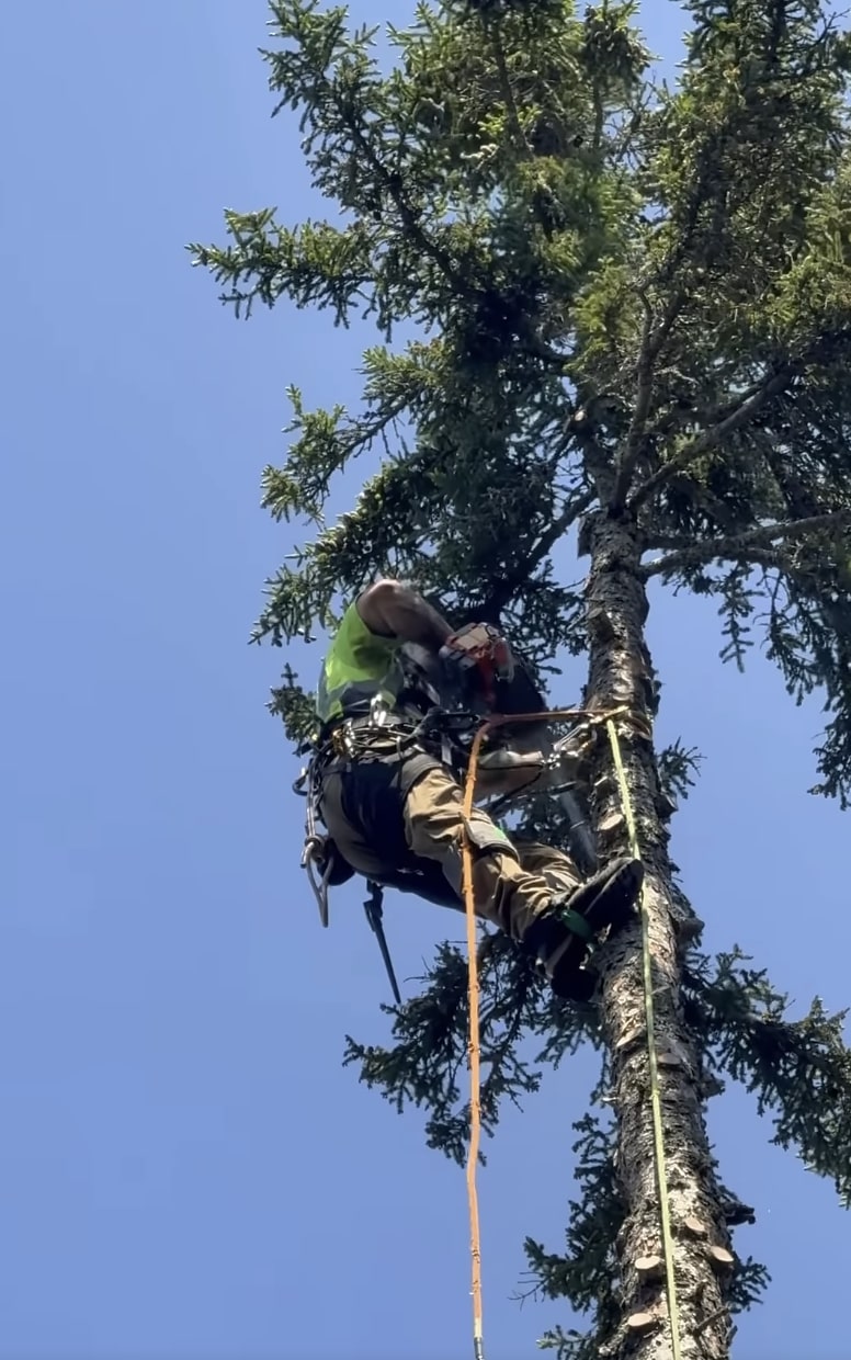 Expert tree climbing and trimming services by certified arborists Professional arborist safely climbing and trimming a large tree using proper safety equipment and ropes
