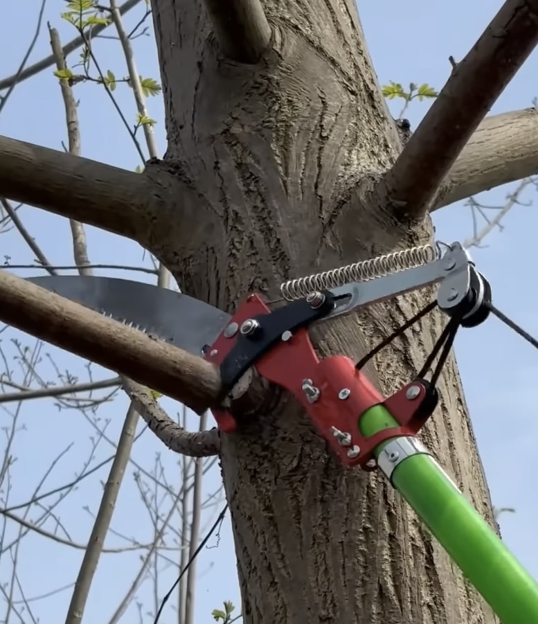 Expert tree pruning with professional tools in Kirkland Professional pruning saw cutting tree branch with precision