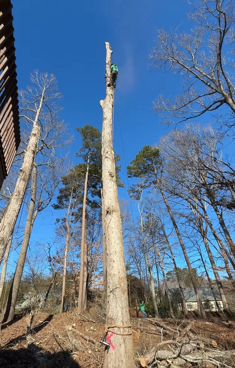 Safe tree removal and trunk cutting by professional tree service team Arborist working on tall tree trunk removal using specialized equipment and safety gear