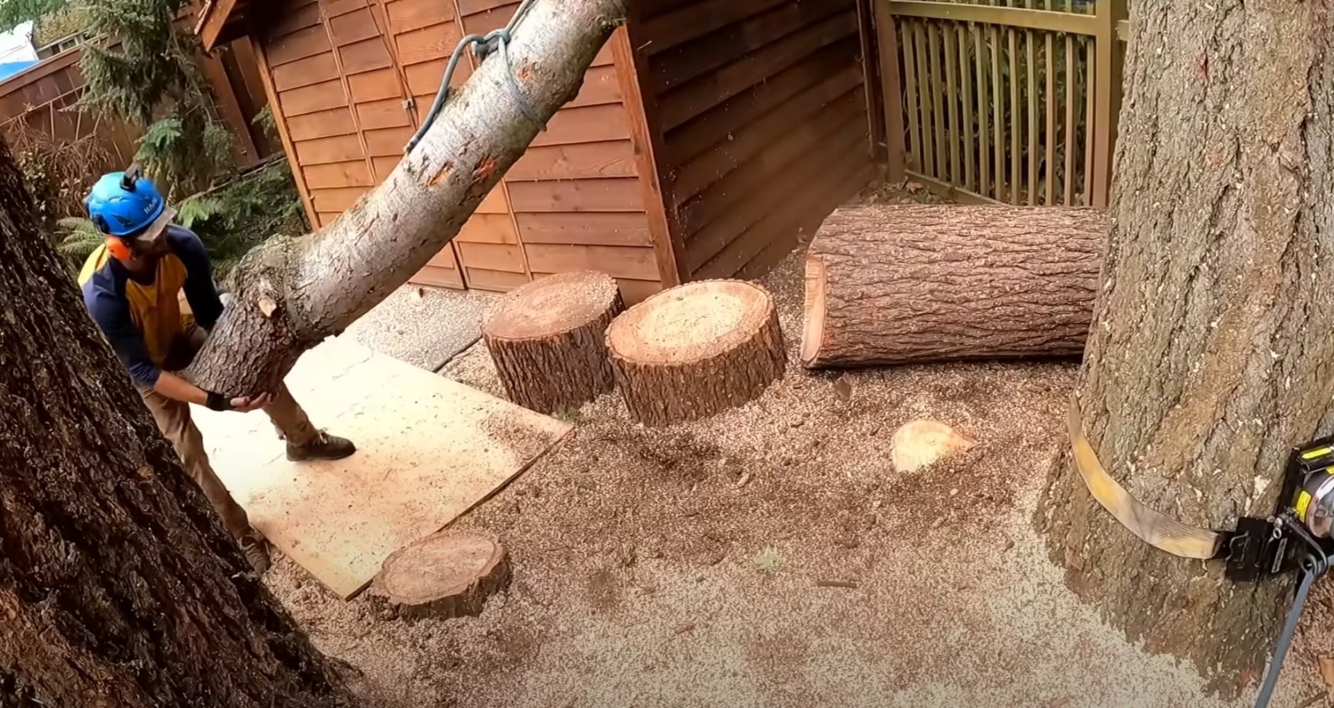 Scientific tree cutting and pruning techniques by certified arborists Professional arborist carefully cutting large tree sections with precision