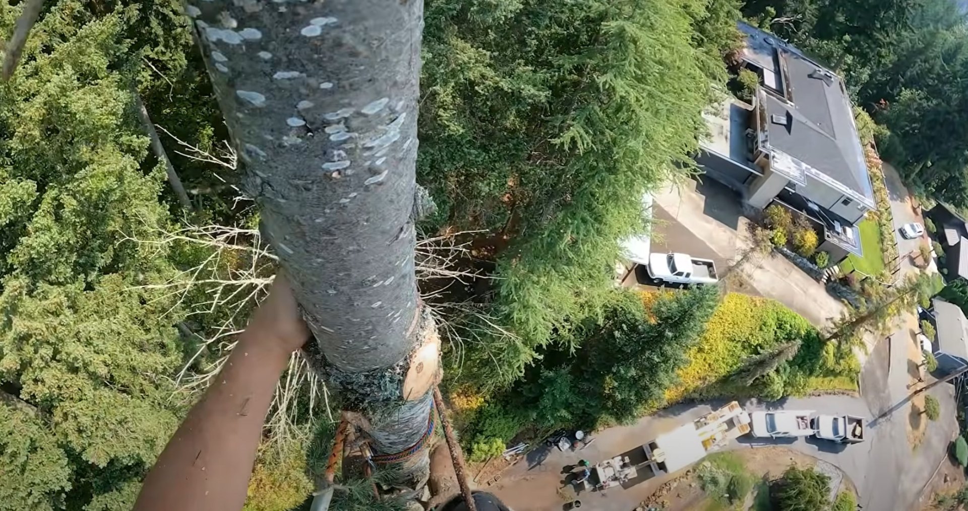 Safe professional tree removal services with proper equipment and techniques Aerial view of professional tree removal work being performed safely near residential buildings